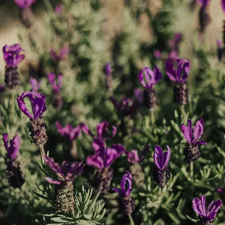 Cantinho Da Cavadinha Arouca