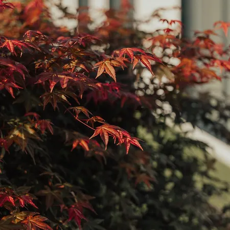 Cantinho Da Cavadinha * Арока