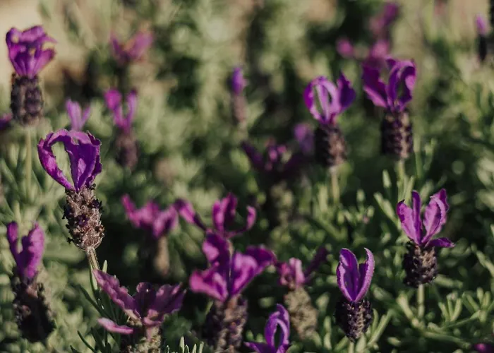 Cantinho Da Cavadinha Arouca