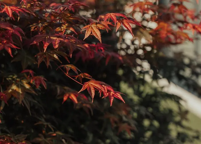 Cantinho Da Cavadinha * Arouca